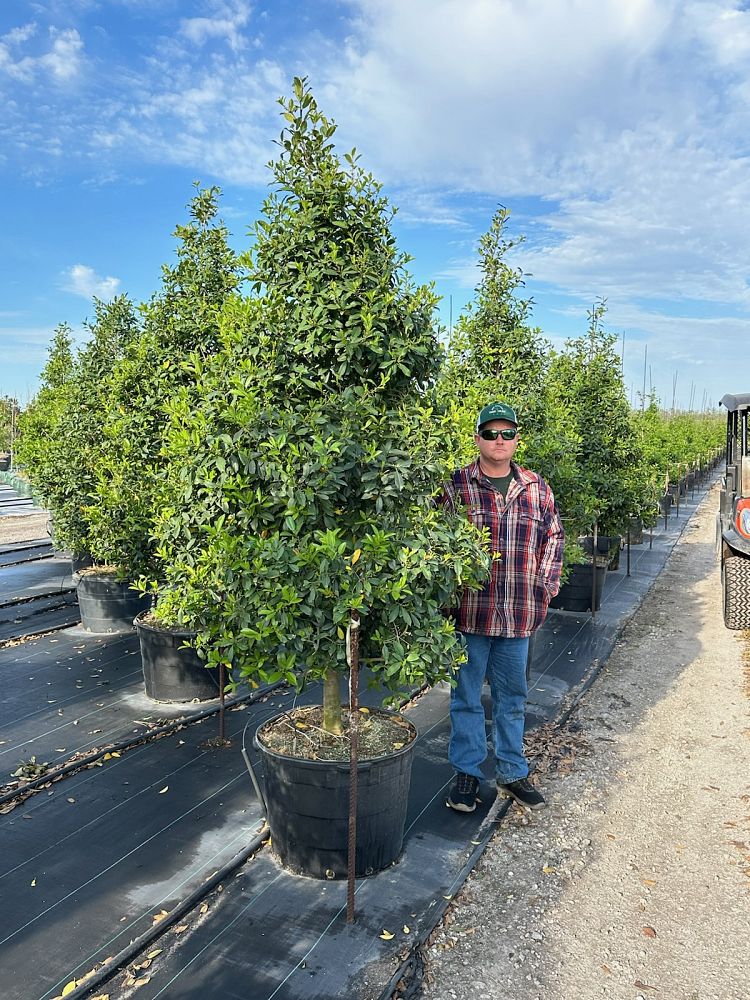 ilex-x-attenuata-eagleston-holly-eagleston-holly