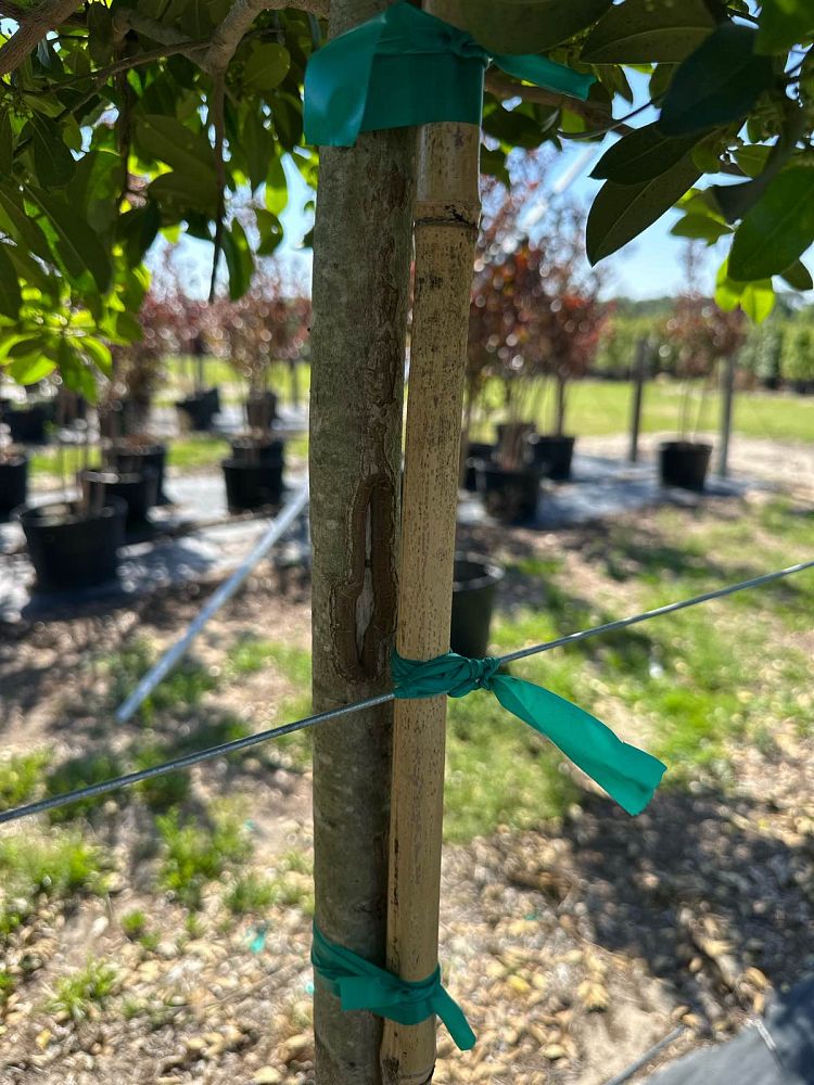 ilex-x-attenuata-eagleston-holly-eagleston-holly