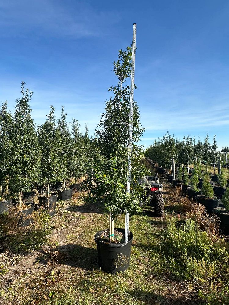 ilex-x-attenuata-eagleston-holly-eagleston-holly