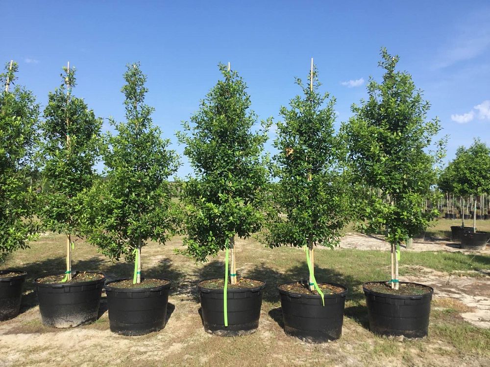 ilex-x-attenuata-eagleston-holly-eagleston-holly