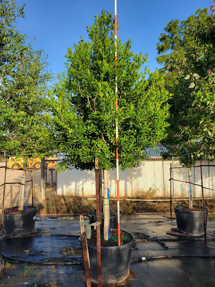 ilex-x-attenuata-eagleston-holly-eagleston-holly