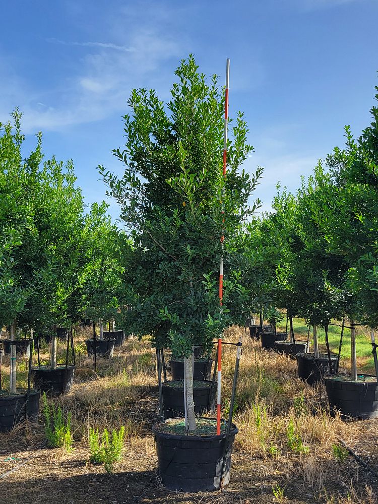 ilex-x-attenuata-eagleston-holly-eagleston-holly