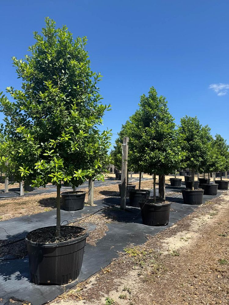 ilex-x-attenuata-eagleston-holly-eagleston-holly