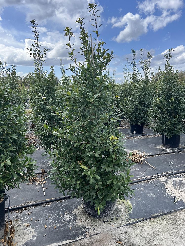 ilex-x-attenuata-eagleston-holly-eagleston-holly