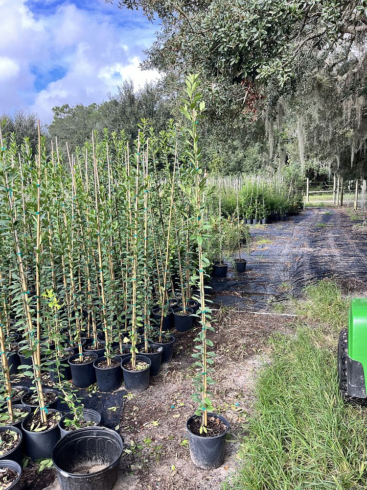 ilex-x-attenuata-eagleston-holly-eagleston-holly