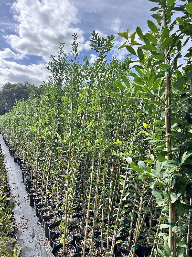ilex-x-attenuata-eagleston-holly-eagleston-holly