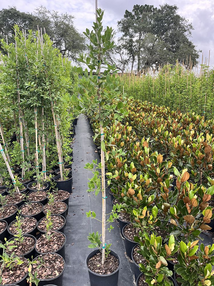 ilex-x-attenuata-eagleston-holly-eagleston-holly