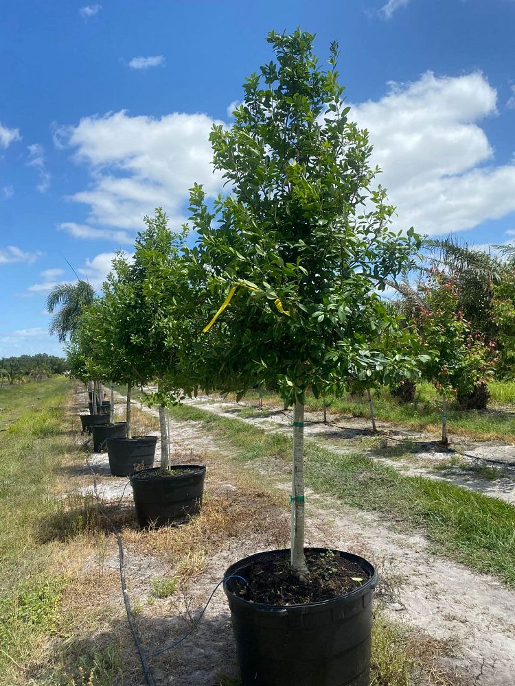 ilex-x-attenuata-eagleston-holly-eagleston-holly