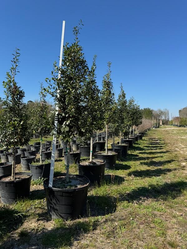 ilex-x-attenuata-eagleston-holly-eagleston-holly