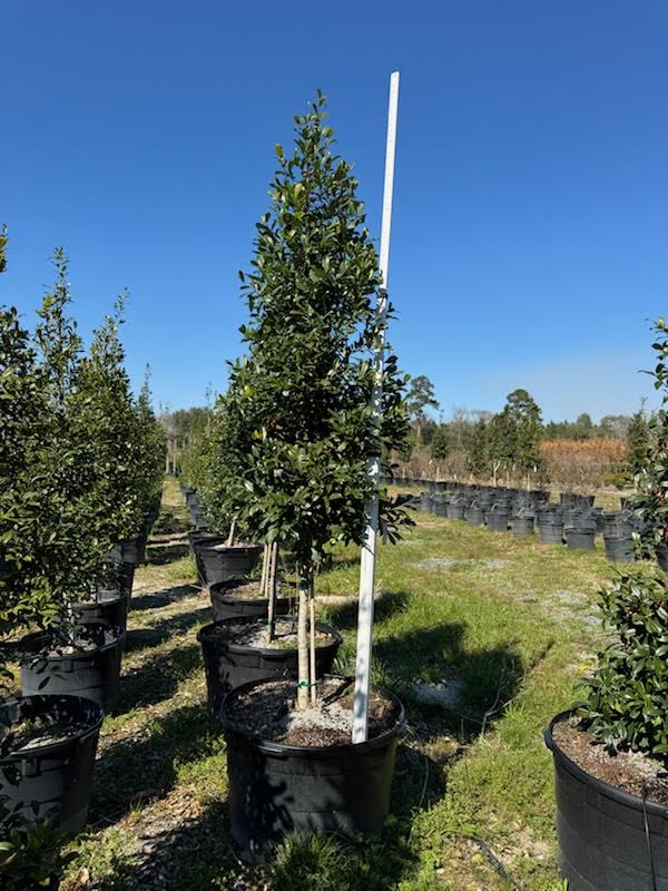 ilex-x-attenuata-eagleston-holly-eagleston-holly