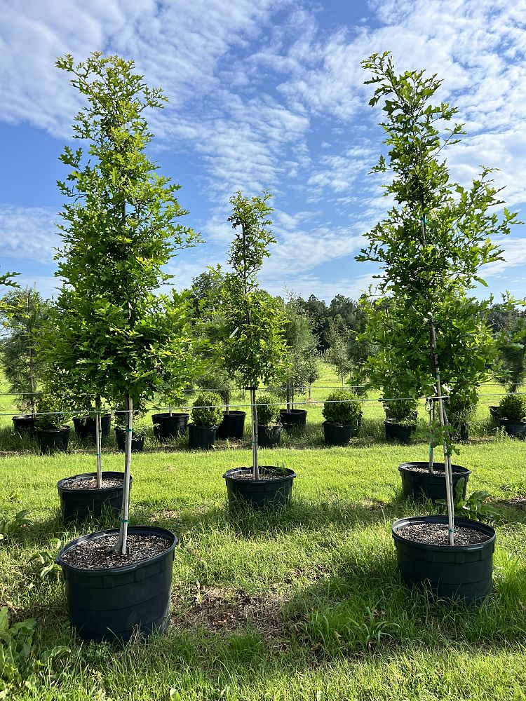 ilex-x-attenuata-eagleston-holly-eagleston-holly