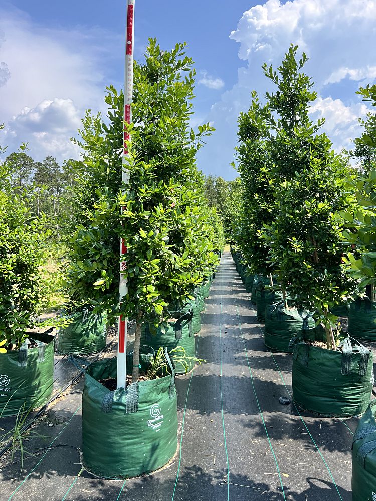 ilex-x-attenuata-eagleston-holly-eagleston-holly