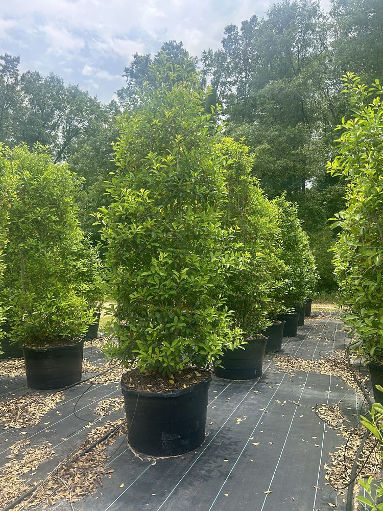 ilex-x-attenuata-eagleston-holly-eagleston-holly