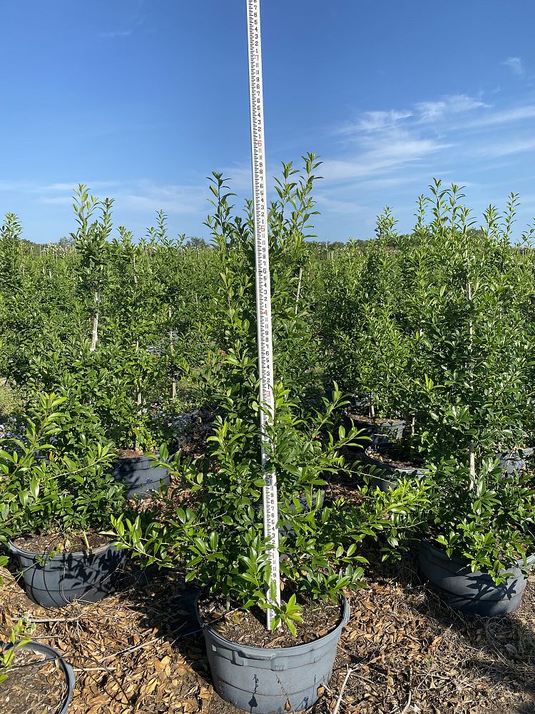 ilex-x-attenuata-eagleston-holly-eagleston-holly