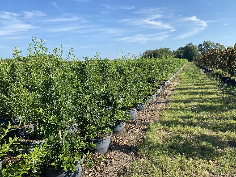 ilex-x-attenuata-eagleston-holly-eagleston-holly