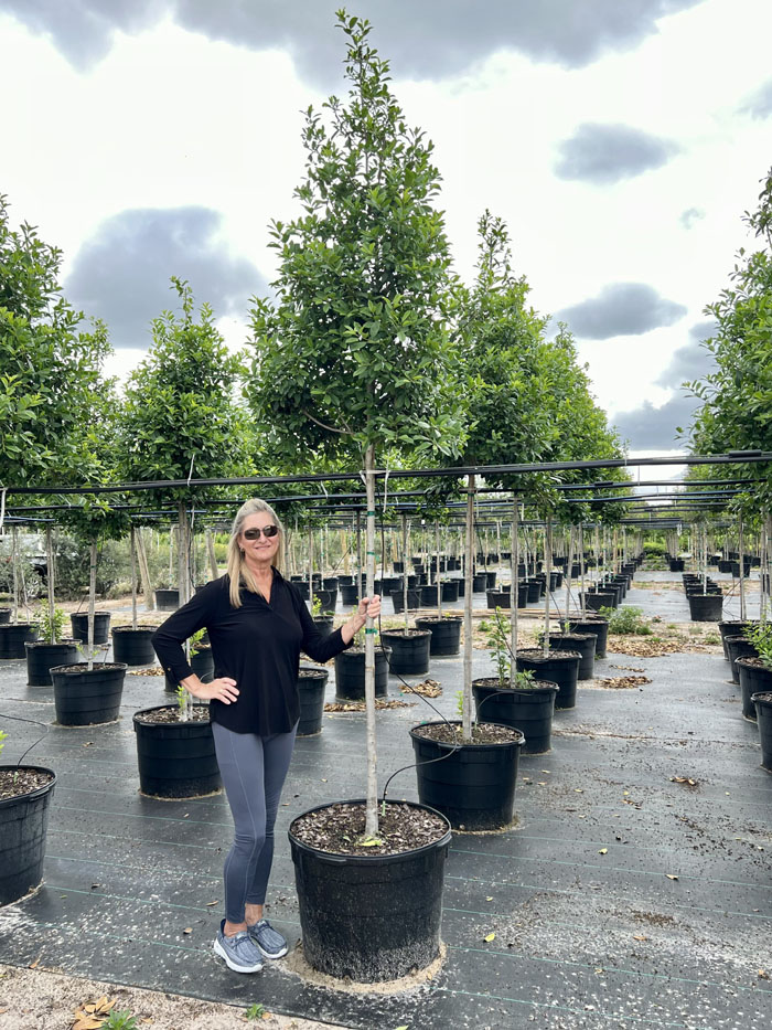 ilex-x-attenuata-eagleston-holly-eagleston-holly