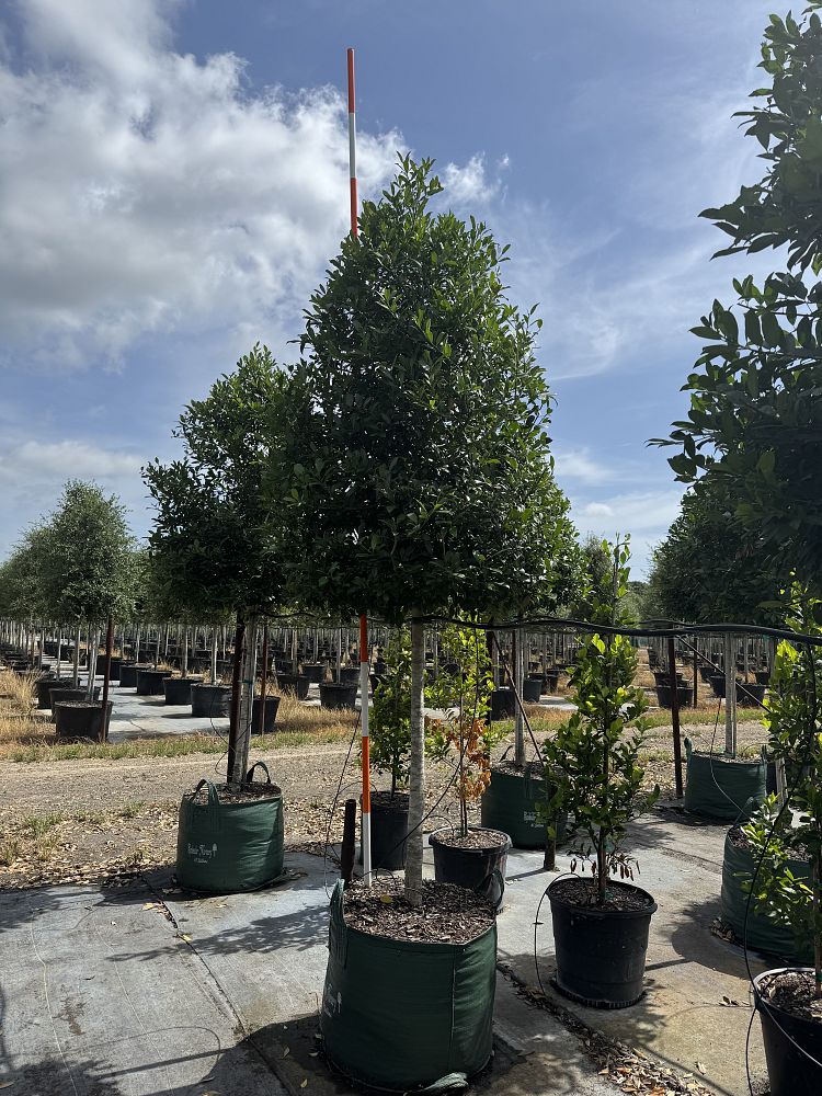 ilex-x-attenuata-eagleston-holly-eagleston-holly
