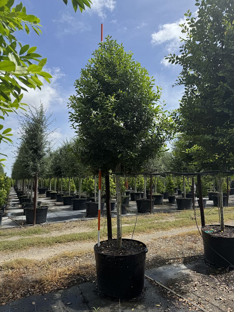 ilex-x-attenuata-eagleston-holly-eagleston-holly