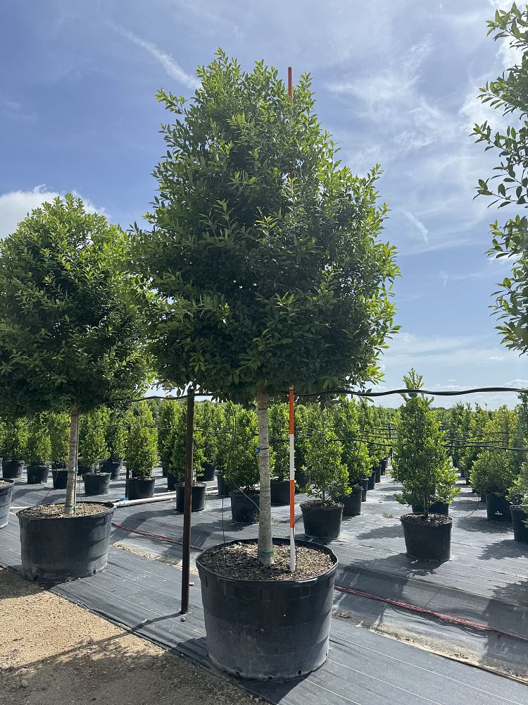 ilex-x-attenuata-eagleston-holly-eagleston-holly