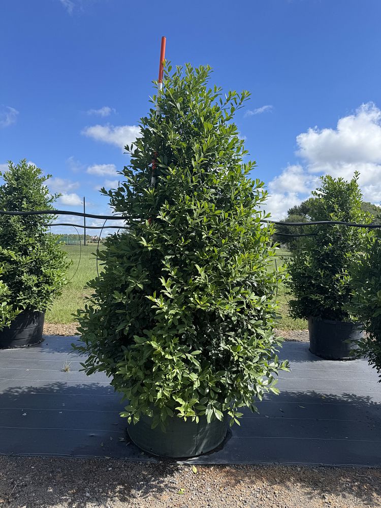 ilex-x-attenuata-eagleston-holly-eagleston-holly