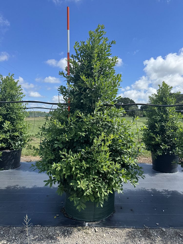 ilex-x-attenuata-eagleston-holly-eagleston-holly