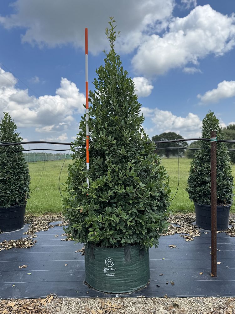 ilex-x-attenuata-eagleston-holly-eagleston-holly