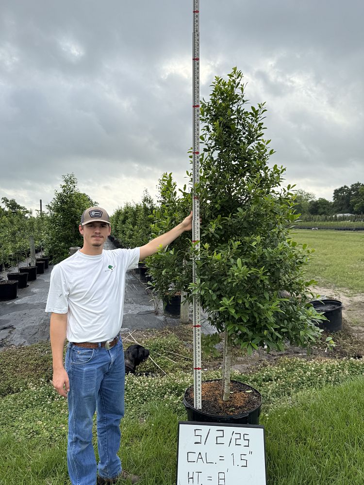 ilex-x-attenuata-eagleston-holly-eagleston-holly