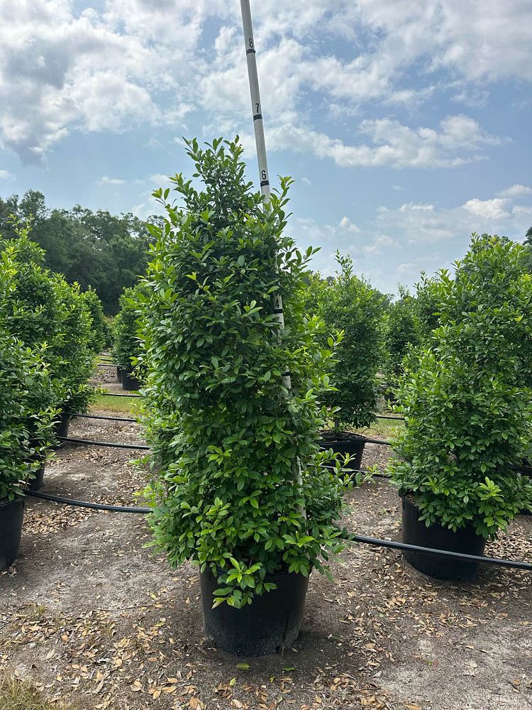 ilex-x-attenuata-eagleston-holly-eagleston-holly