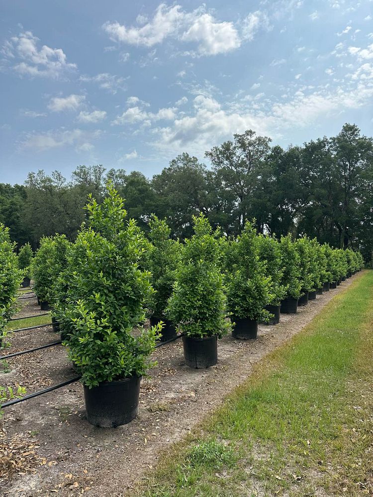 ilex-x-attenuata-eagleston-holly-eagleston-holly