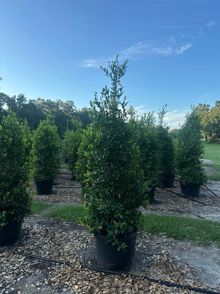 ilex-x-attenuata-eagleston-holly-eagleston-holly