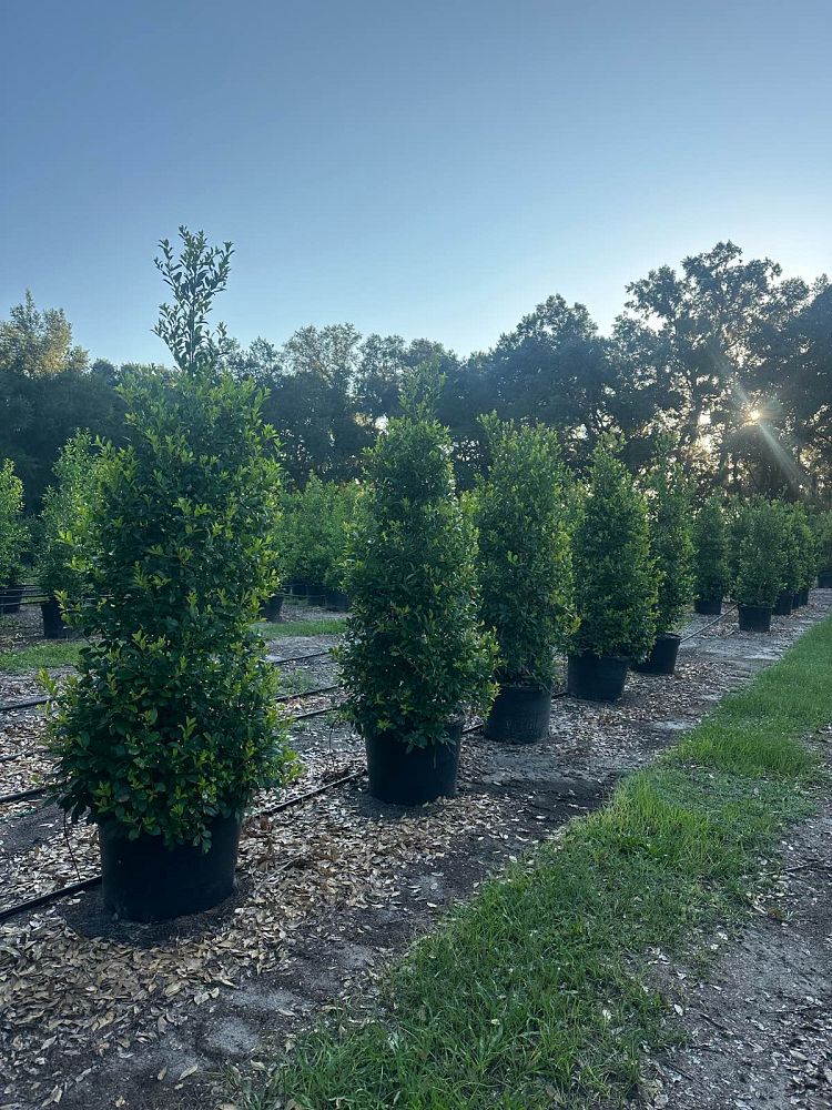 ilex-x-attenuata-eagleston-holly-eagleston-holly