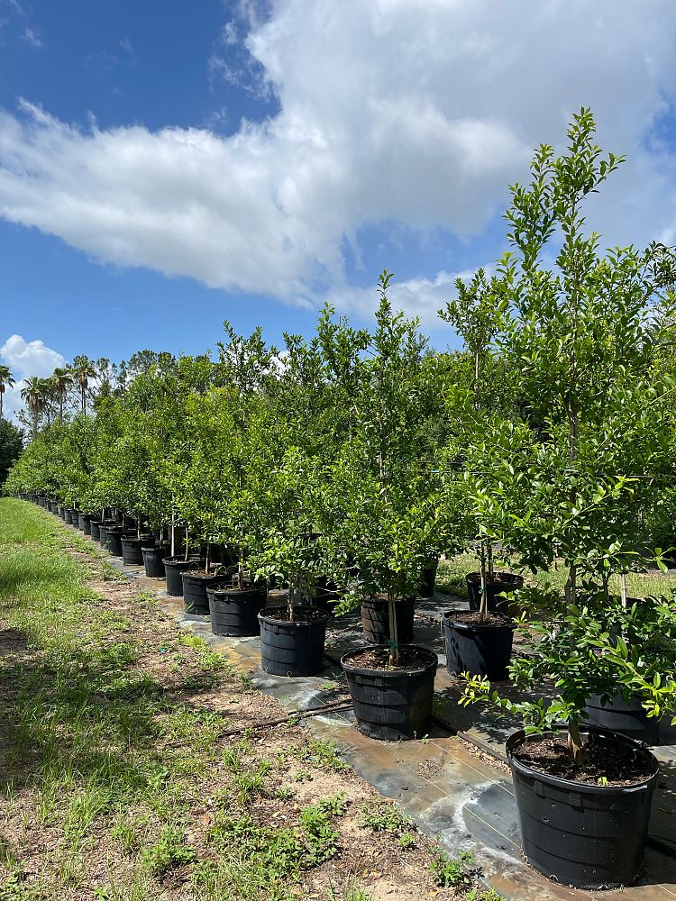 ilex-x-attenuata-eagleston-holly-eagleston-holly