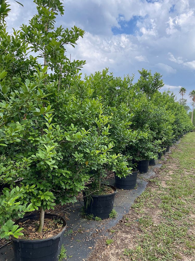 ilex-x-attenuata-eagleston-holly-eagleston-holly
