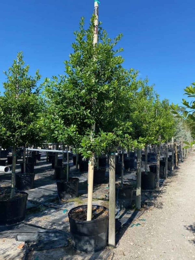 ilex-x-attenuata-eagleston-holly-eagleston-holly