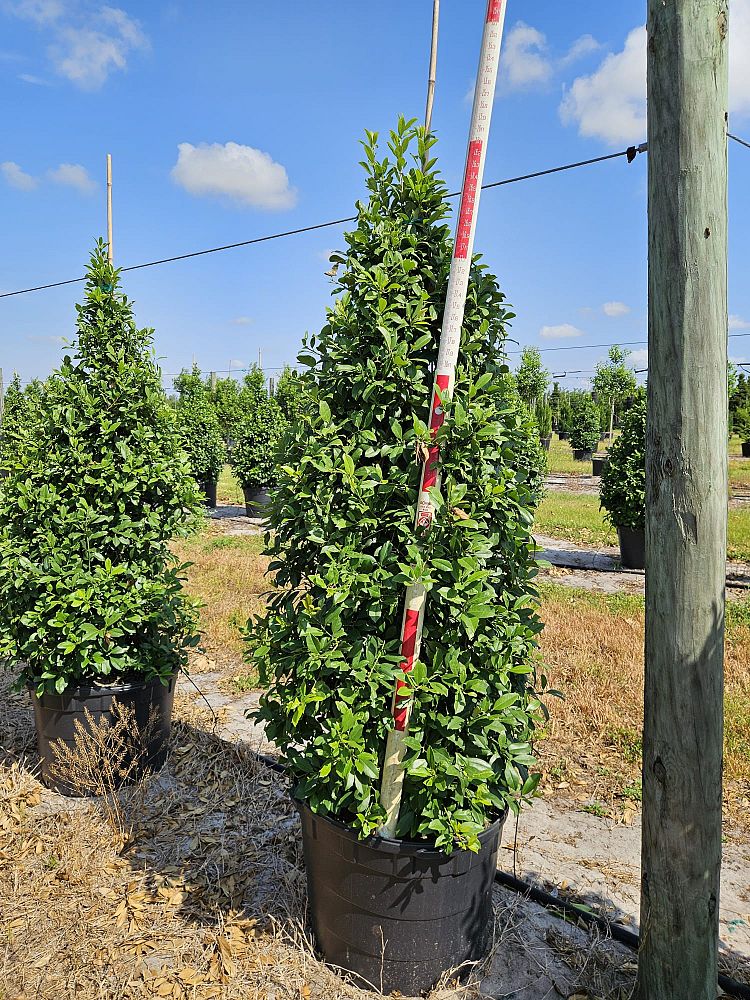 ilex-x-attenuata-eagleston-holly-eagleston-holly