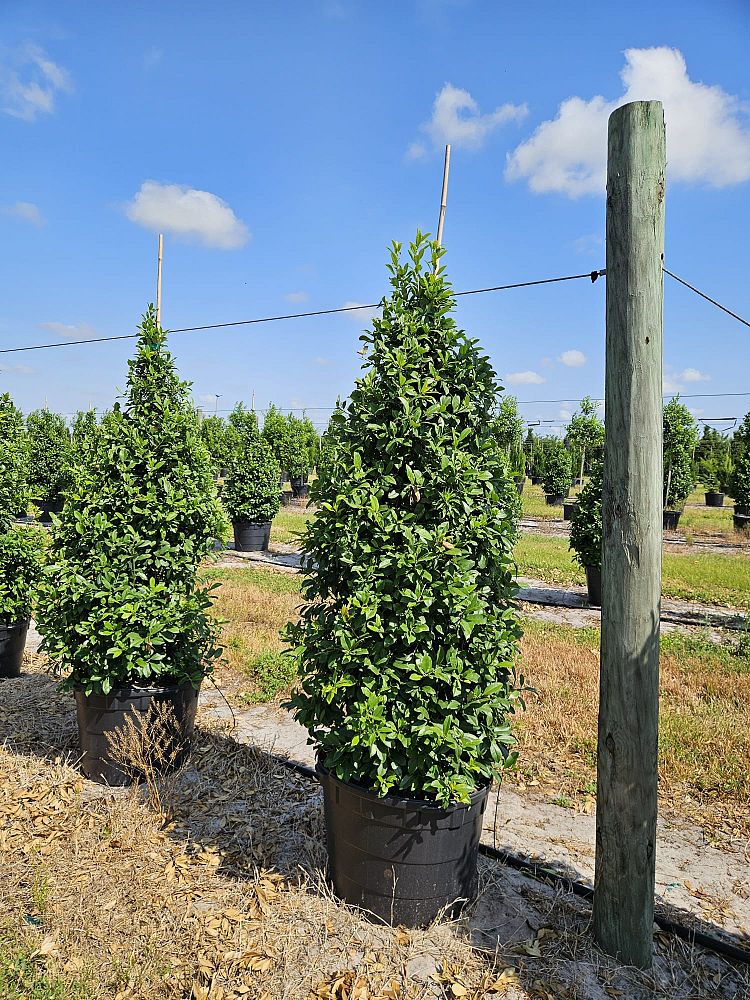 ilex-x-attenuata-eagleston-holly-eagleston-holly