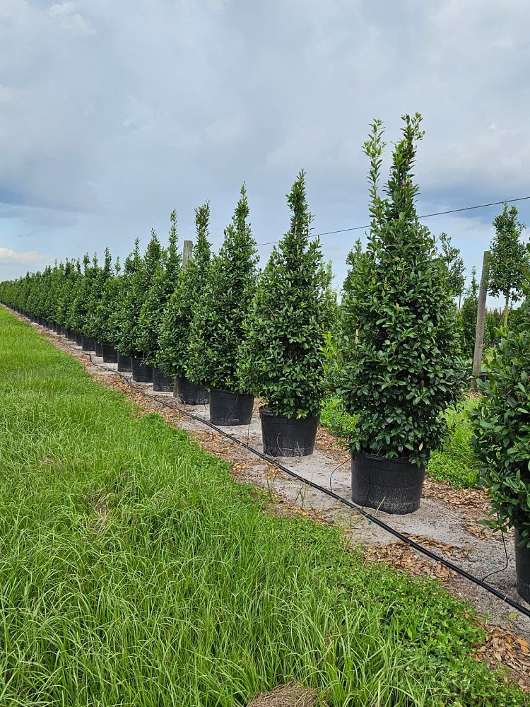 ilex-x-attenuata-eagleston-holly-eagleston-holly