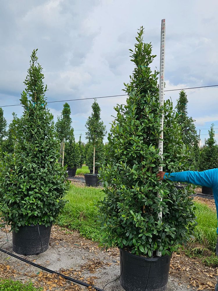 ilex-x-attenuata-eagleston-holly-eagleston-holly