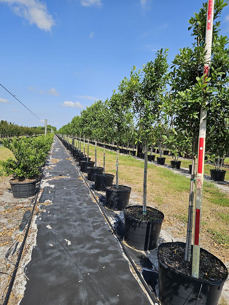 ilex-x-attenuata-eagleston-holly-eagleston-holly