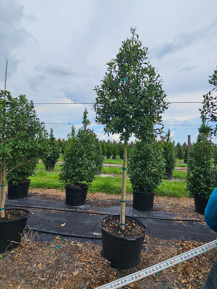 ilex-x-attenuata-eagleston-holly-eagleston-holly