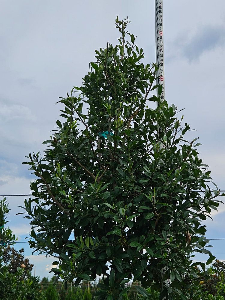 ilex-x-attenuata-eagleston-holly-eagleston-holly