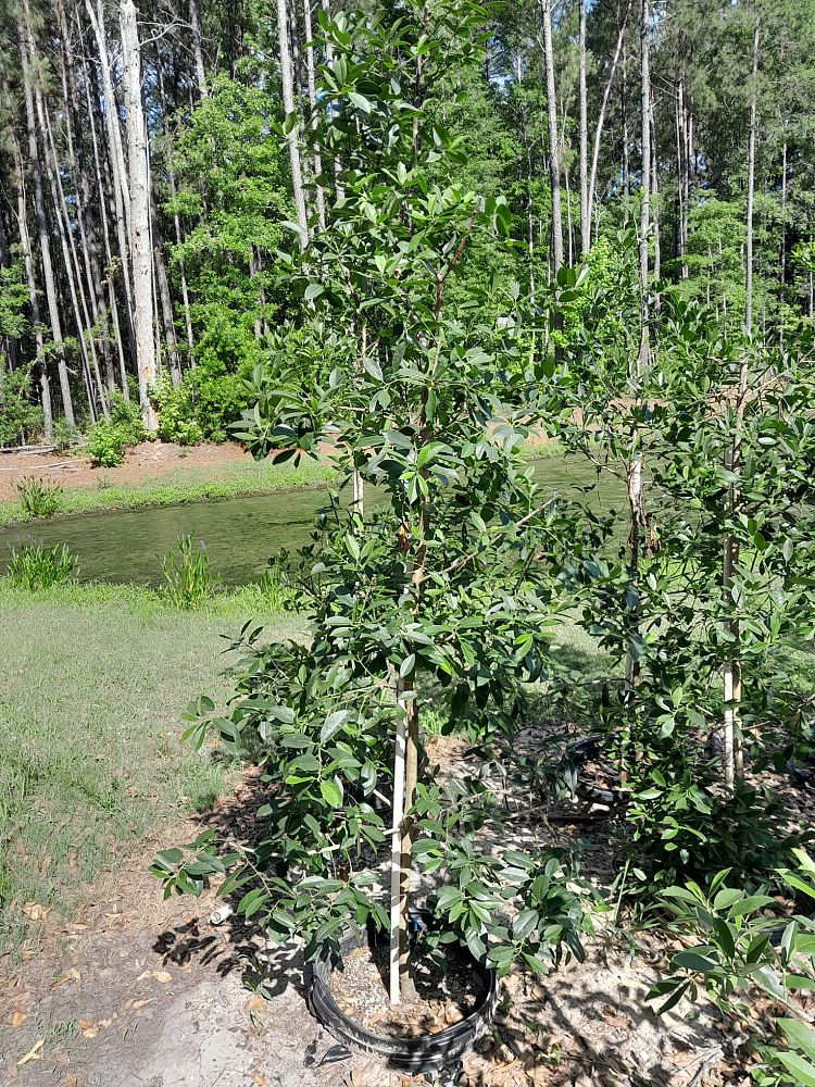 ilex-x-attenuata-eagleston-holly-eagleston-holly