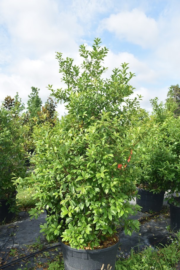 ilex-x-attenuata-eagleston-holly-eagleston-holly