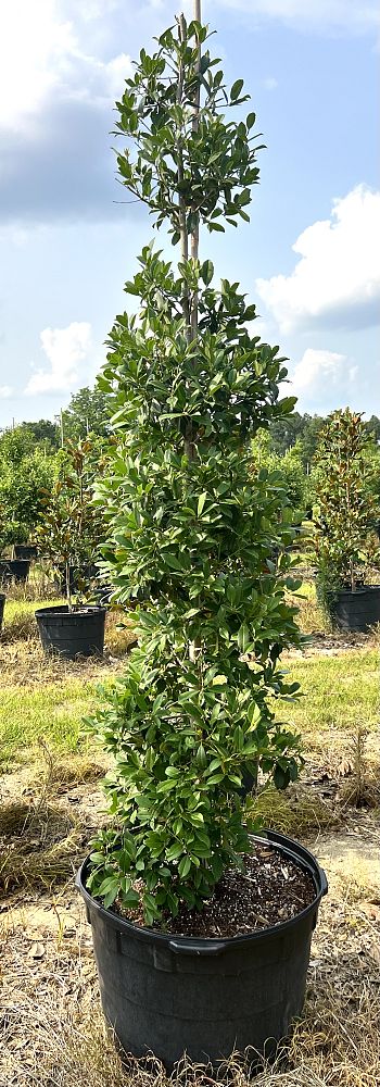 ilex-x-attenuata-eagleston-holly-eagleston-holly