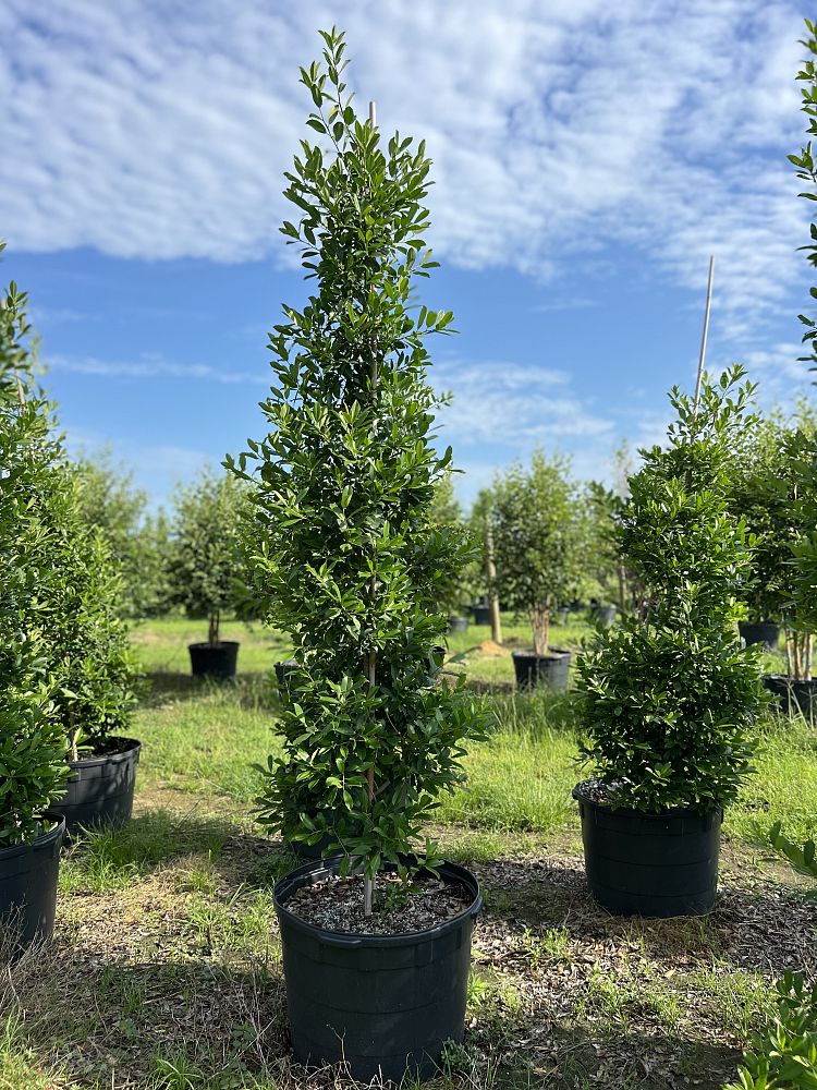 ilex-x-attenuata-eagleston-holly-eagleston-holly