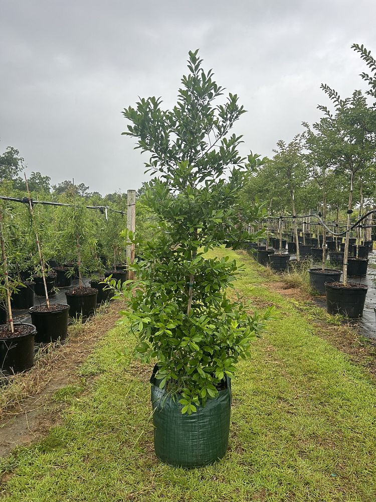 ilex-x-attenuata-eagleston-holly-eagleston-holly
