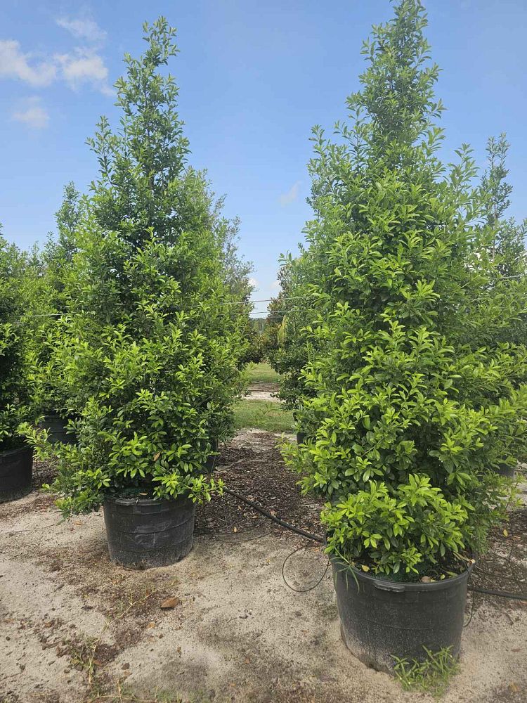 ilex-x-attenuata-eagleston-holly-eagleston-holly