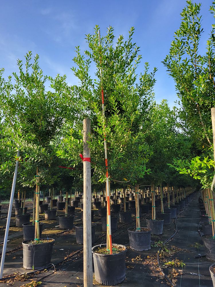 ilex-x-attenuata-eagleston-holly-eagleston-holly