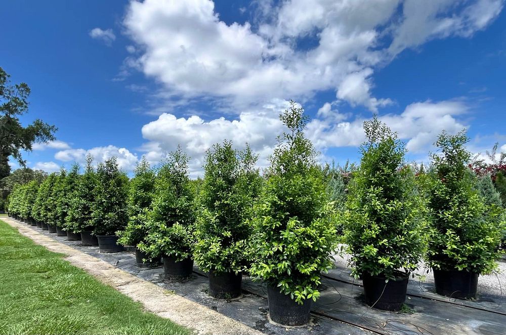 ilex-x-attenuata-eagleston-holly-eagleston-holly