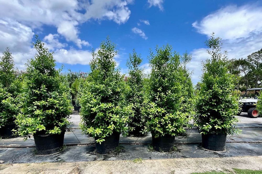 ilex-x-attenuata-eagleston-holly-eagleston-holly